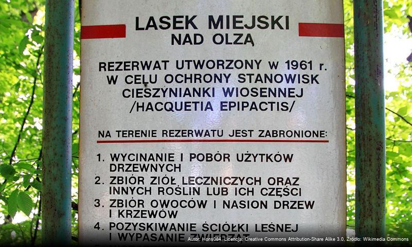 Rezerwat przyrody Lasek Miejski nad Olzą